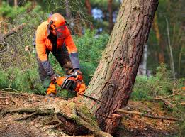 How Our Tree Care Process Works  in Bangs, TX